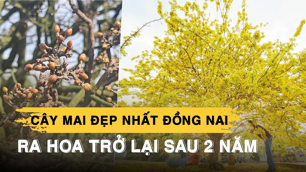 Cây mai đẹp nhất Đồng Nai ra hoa trở lại sau 2 năm 