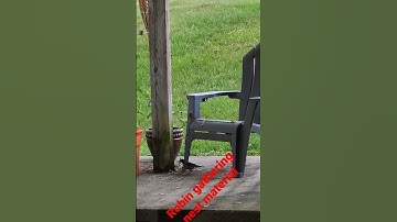 Robin gathers nesting material. #backyardbirds #birdwatching  #Spring  #fyp #fyp #birdsofyoutube