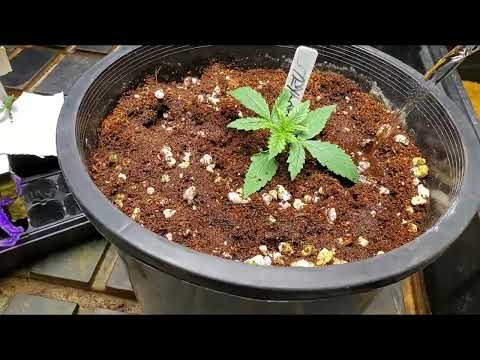 How to Grow Coco course Water, Mix nutes for veg, transplant growpotcheaply