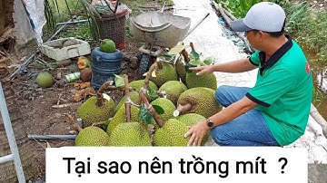 Mít thái siêu sớm da xanh cây giống mua ở đâu chất lượng 💥Trung Tâm Cây Giống💥[ Zalo : 0345679887 ]