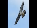 peregrine falcon in &quot;taribana&quot; kakheti Georgia