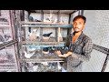 Pigeon in khandwa || Karan Bhai ke jet black kabootar || rollar pigeon || fancy kabootar