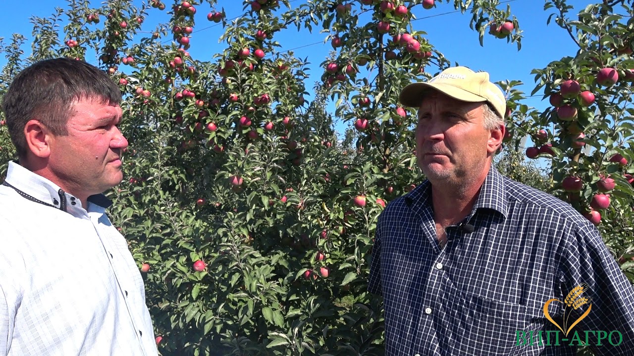 Лучший способ определить срок уборки яблок. Обзор ситуации в саду на 14 сентября.