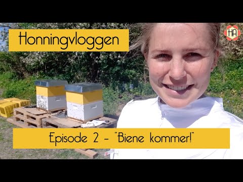 Honningvloggen episode 2 – Biene kommer!