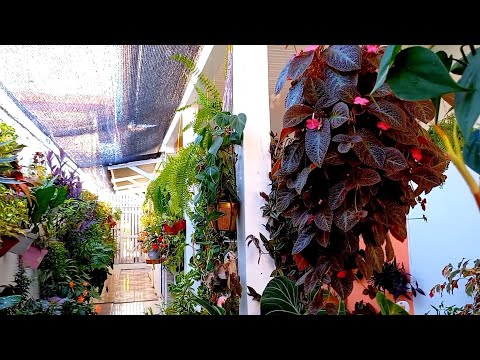 Vídeo: Segredos Para Escolher Plantas Para Um Jardim De Flores