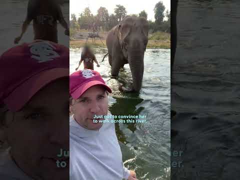 48-Year-Old Elephant Finally