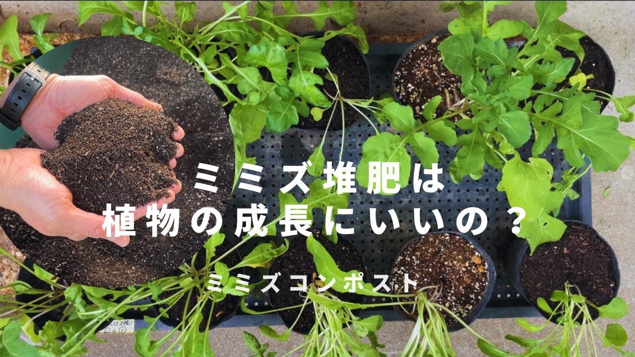 【ミミズコンポスト】ミミズ堆肥は植物の成長にいいの？ #016