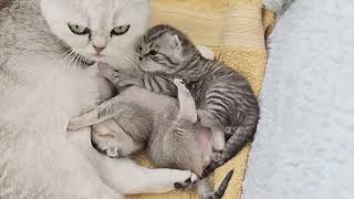 Mom cat always spoils her sweet kittens by Cat Chloe & kittens 3,066 views 11 days ago 1 minute, 30 seconds