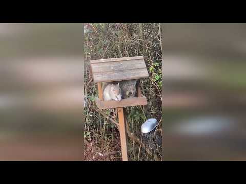 Woman left in stitches after capturing hilarious footage of "koala" sitting on her bird table