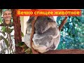 Коротко о странных: коала. (видео 572)