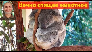 Коротко о странных: коала. (видео 572)