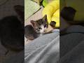 すごいぞ！子猫の大ジャンプ😺 #kitten #子ネコ #cat #cute #子猫 #ねこ #好きな子猫 #猫のいる暮らし #保護猫 #猫好きさんと繋がりたい