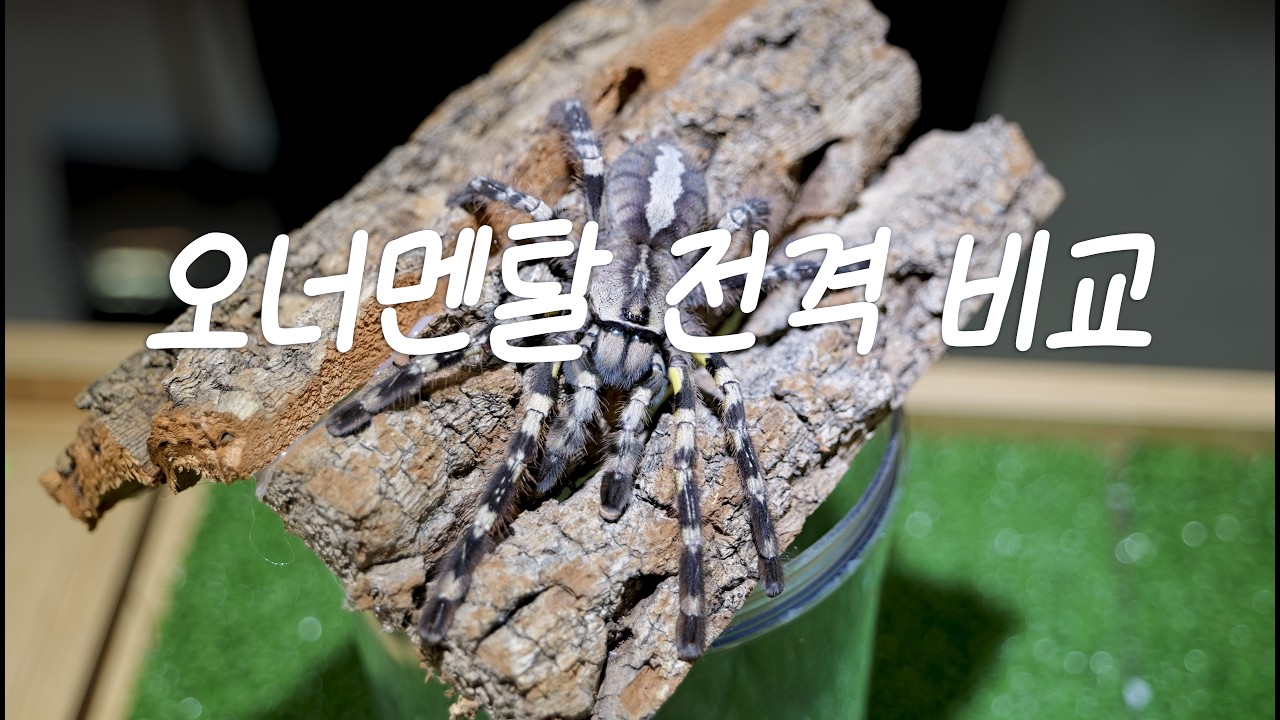 오너멘탈 전격 비교영상 첫번째