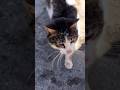 Помогаю очень голодным котам и кошкам выжить на улице #shorts #коты #кошки #путешествия #животные
