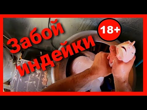 Забой индюков в домашних условиях подробно