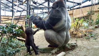 (12/21)父ちゃん♪お昼寝やめて遊ぼうよ⭐ゴリラ gorilla【京都市動物園】Dad! Stop napping and play with me