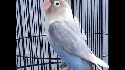 Lovebird ngetik sambung ngekek | Labet ANACONDA BF 12