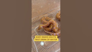 Baby Ball Python takes its first DRINK of WATER in its LIFE😍