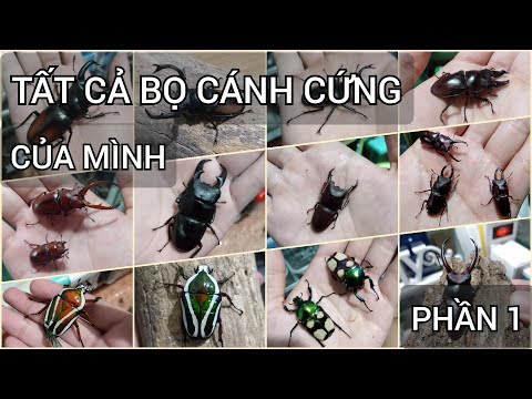 Video: Bọ cánh cứng dermestid đẻ trứng ở đâu?