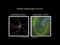 Memories that Last: Genes Neurons and Synapses