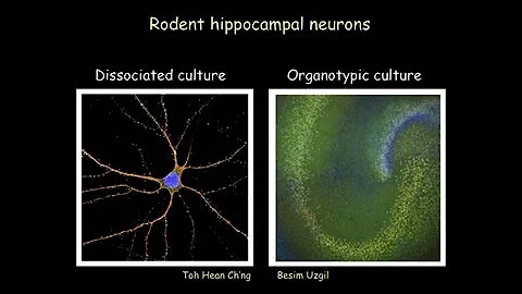 Memories that Last: Genes Neurons and Synapses