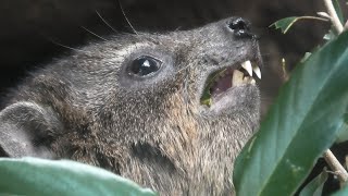 ケープハイラックス 天王寺動物園 年12月23日 Youtube ケープハイラックス 天王寺動物園 年12月23日 Youtube