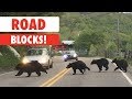 Road Blocks | The Pet Collective