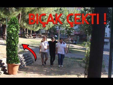 BAĞCILAR'DA KEKOLARI KORKUTARAK KIŞKIRTTIM ( BIÇAK ÇEKTİLER )