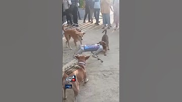 Epic Robot Rumble: Tech Takes on Teeth!