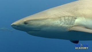 Caribbean Reef Sharks | SHARK ACADEMY