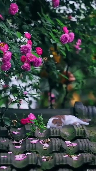banke Titli Dil uda new ringtone for WhatsApp status nature Instagram reels #shorts