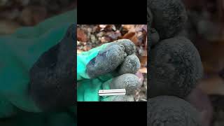 Гирька🔥 #коп #кладмонет #metaldetecting #копвкрыму #coin #металлоискатель #metaldetector #находки