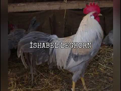 Video: Leghorn: Yüksek Yumurta üretimine Sahip Bir Tavuk Cinsi