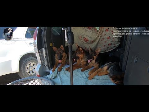 Собачий рынок в Алматы. Полный обзор зоорынка на Сайране. Птичий рынок. Зоорынок.