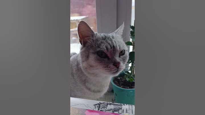 Ленивый кот 😻