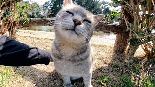 トトロみたいな猫をナデナデしたら極楽の表情を浮かべてヘソ天ポーズになった