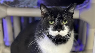 Meet the REAL Mario. Hands on cat sanctuary #visit #experience #hundreds #cats #rescue #love by Furball Farm Cat Sanctuary 2,971 views 4 weeks ago 1 minute, 17 seconds