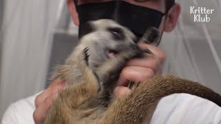 The Things Owner Sacrifices To Be With A Naughty Meerkat (Part 2) | Kritter Klub