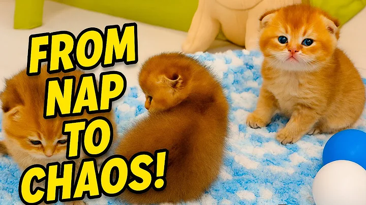 Watch the video about Kittens Wake Up and Go Wild! 🐾 Playtime After a Sweet Nap &ndash; LIVE!