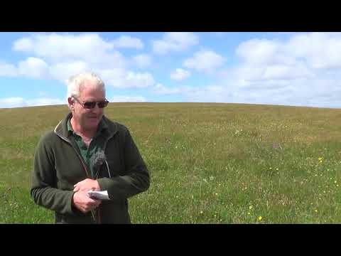 Vídeo: O que é Meadow Turf – Áreas de gramado de flores silvestres para a vida selvagem