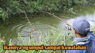 NEMU SARANG NYA IKAN GABUS DI PARIT TENGAH HUTAN TIAP LEMPAR LANGSUNG DISAMBAR!
