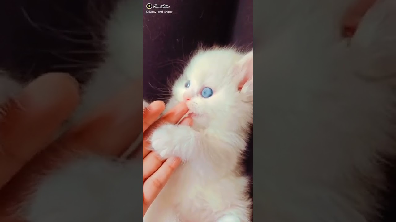 Wow Blue Eye Little Angel Baby Kitten Looking Soo Cute 😍😍😍