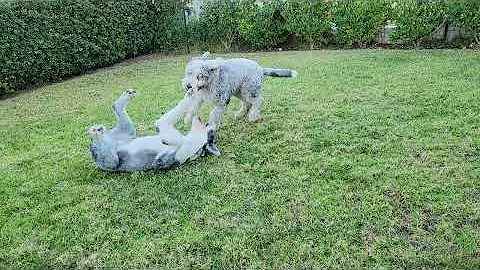 Oliver still Loves to Play with his Best Friend, B...