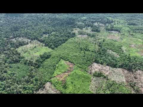 Deforestation by Mr. Bukhary inside the Gunung Leuser National Park (2)