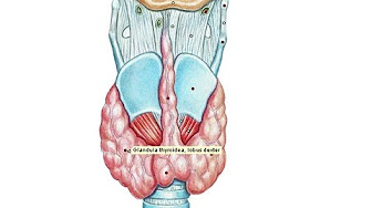 1.rus.04 Спланхнология - YouTube