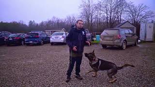 Scientific study on SHOCK COLLARS - Shocking RESULTS! #dogtraining | Shield K9 Clips