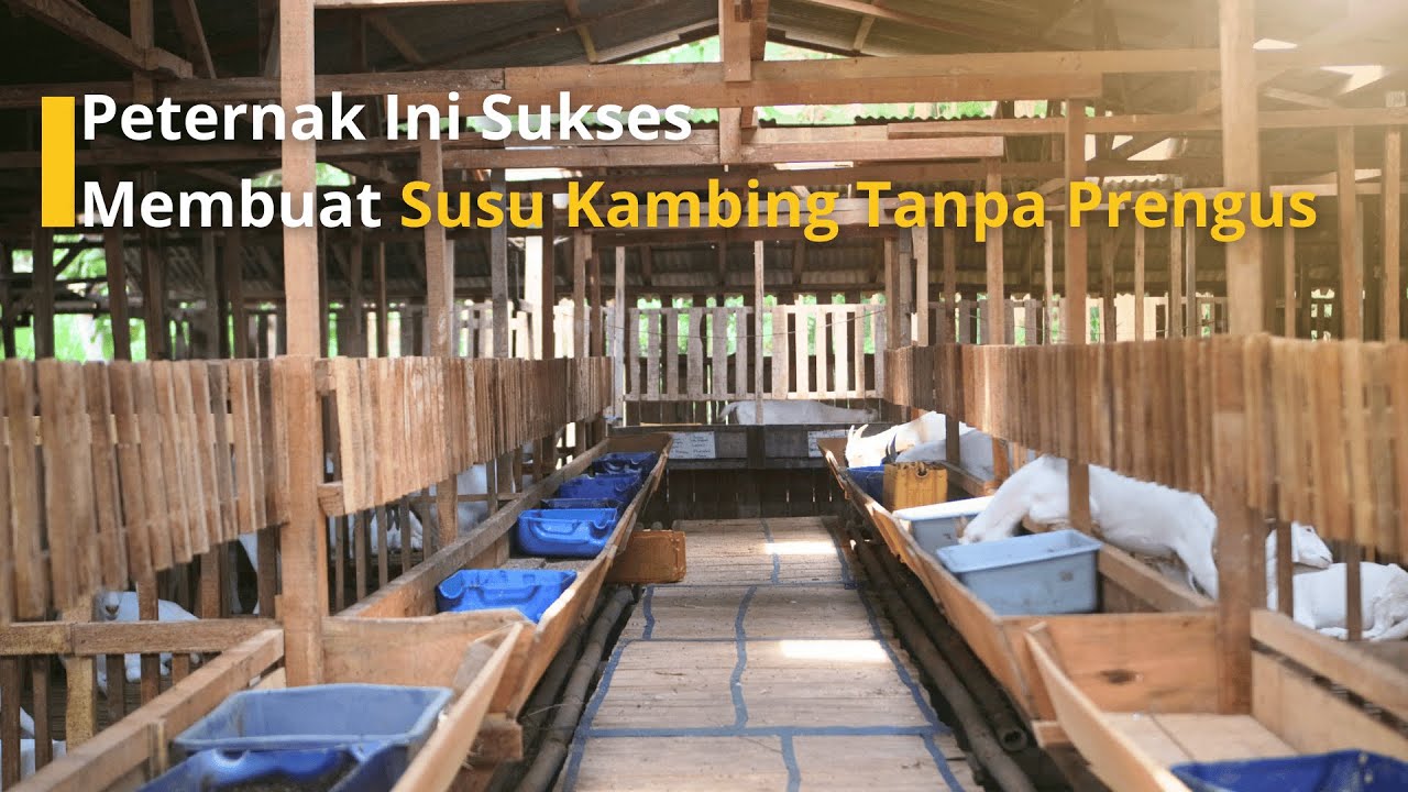 Peternak Ini Sukses Membuat Susu Kambing Tanpa Bau Prengus