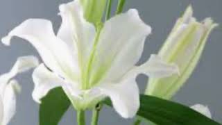 尾張城下町泣かせ雨　山内惠介　 By Miaki