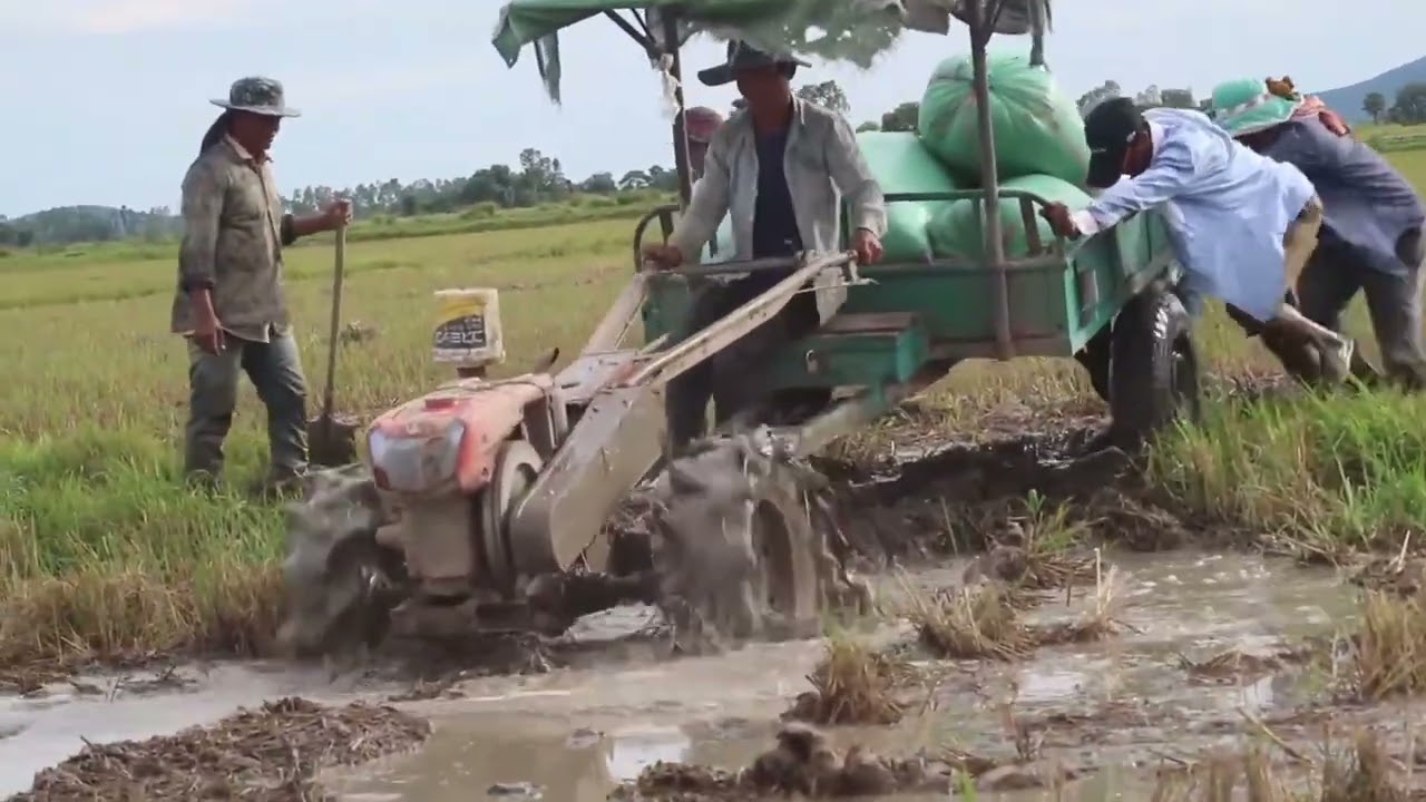 Mini Tractors Stuck In Muddy Soils Waters/គោយន្ដដឹកស្រូវជាប់ផុង 