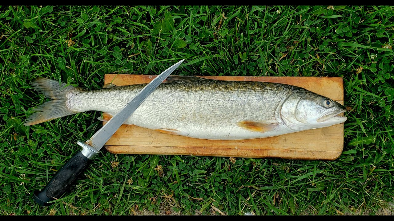 Shore Fishing Lake Superior's North Shore Catch and Cook YouTube